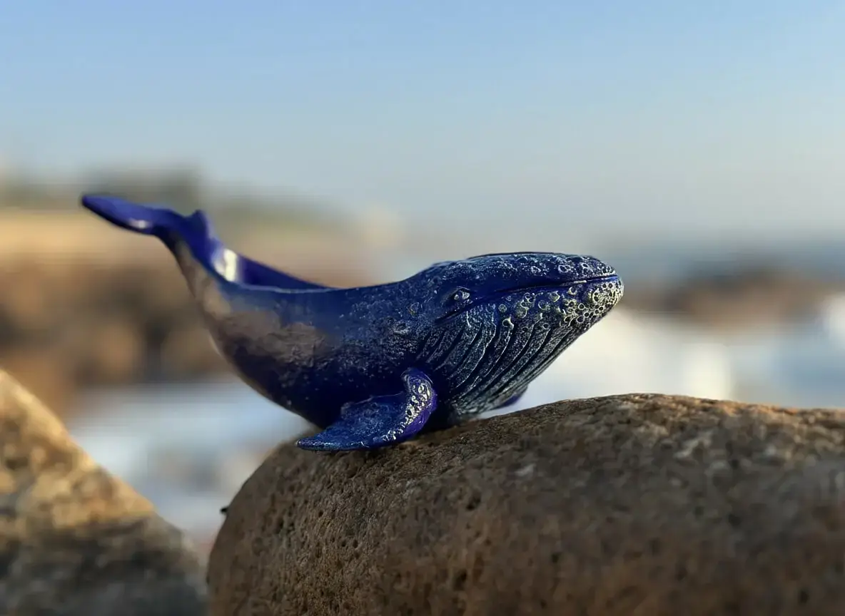 Atlantic Calm — detalhe 5